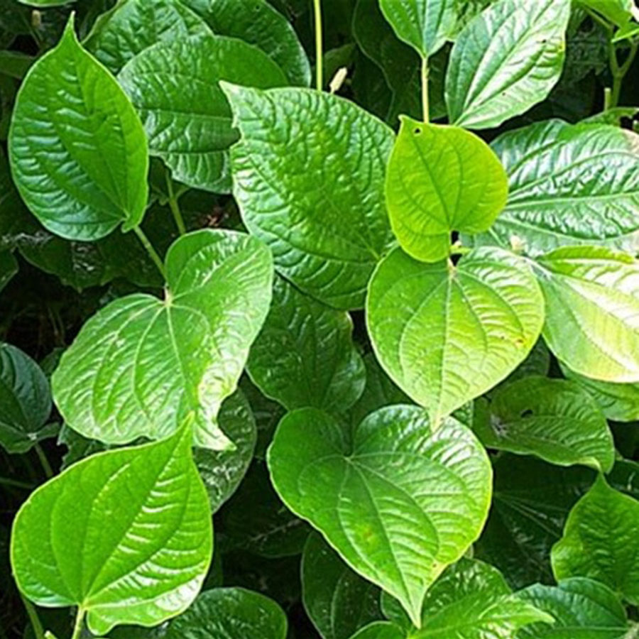 Tirur Betel Leaves