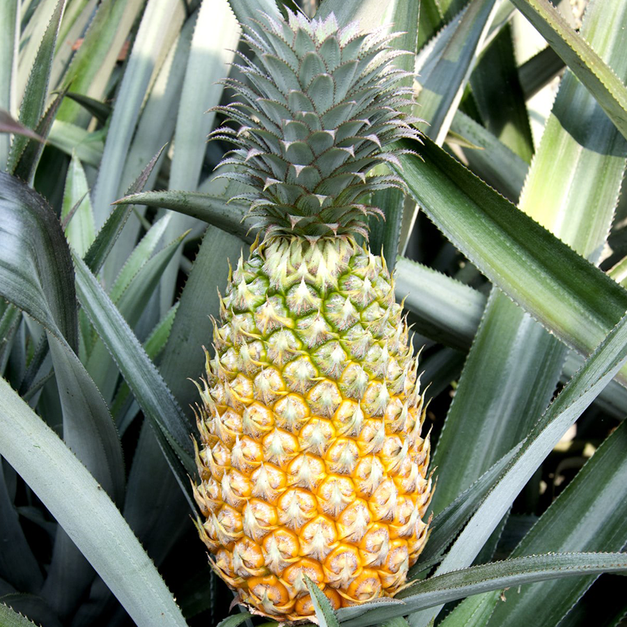 Vazhakkulam Pineapple